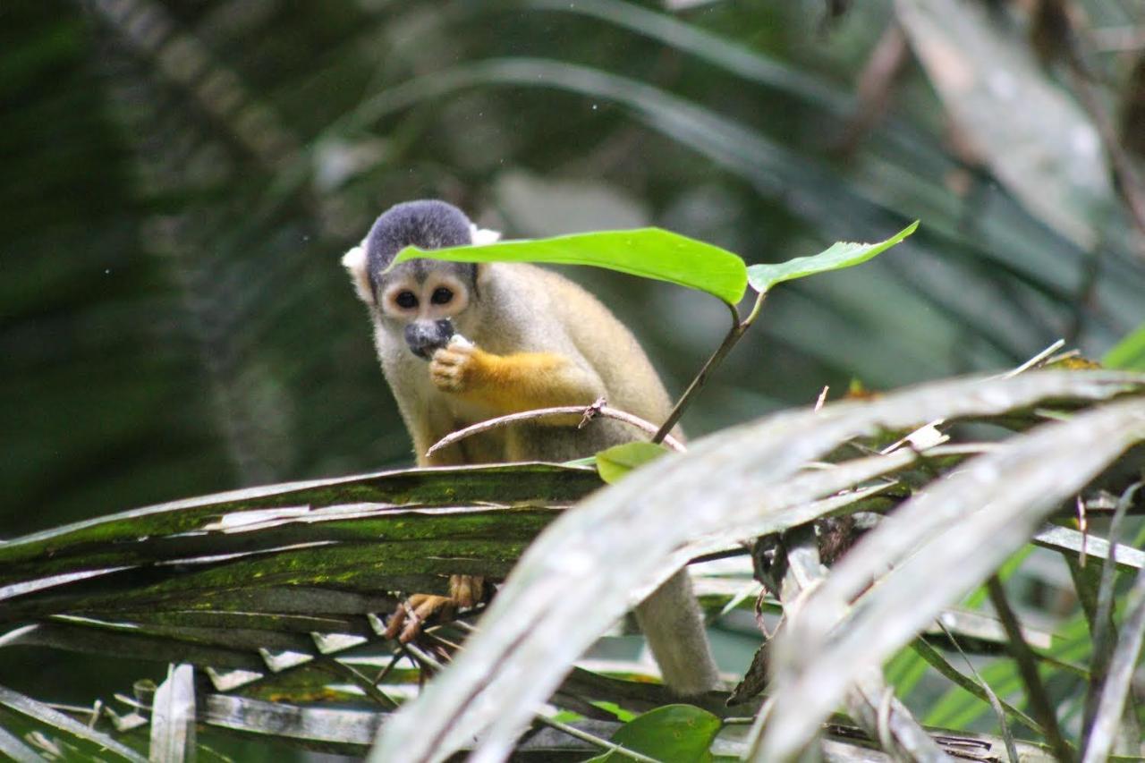 Tronco Tambopata Adventure Hotel Puerto Maldonado Eksteriør billede