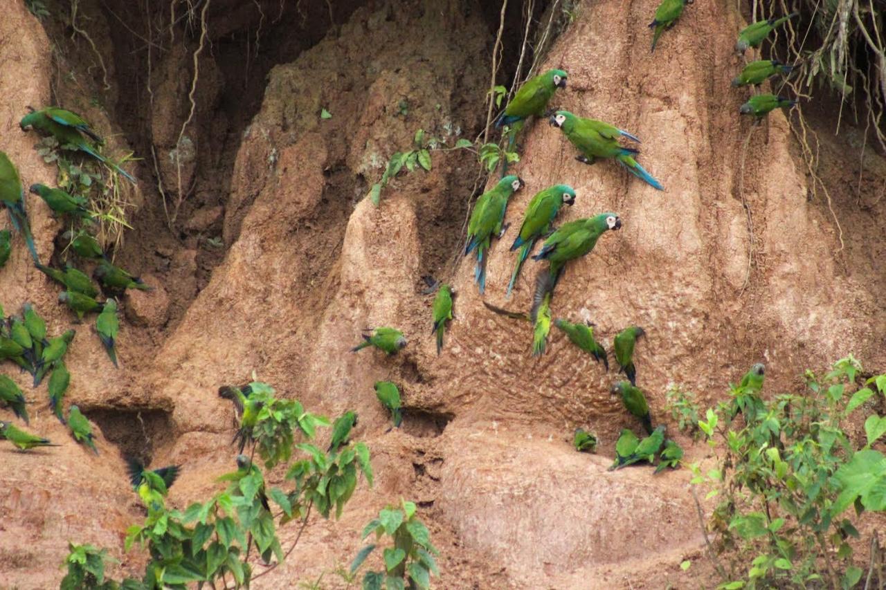 Tronco Tambopata Adventure Hotel Puerto Maldonado Eksteriør billede