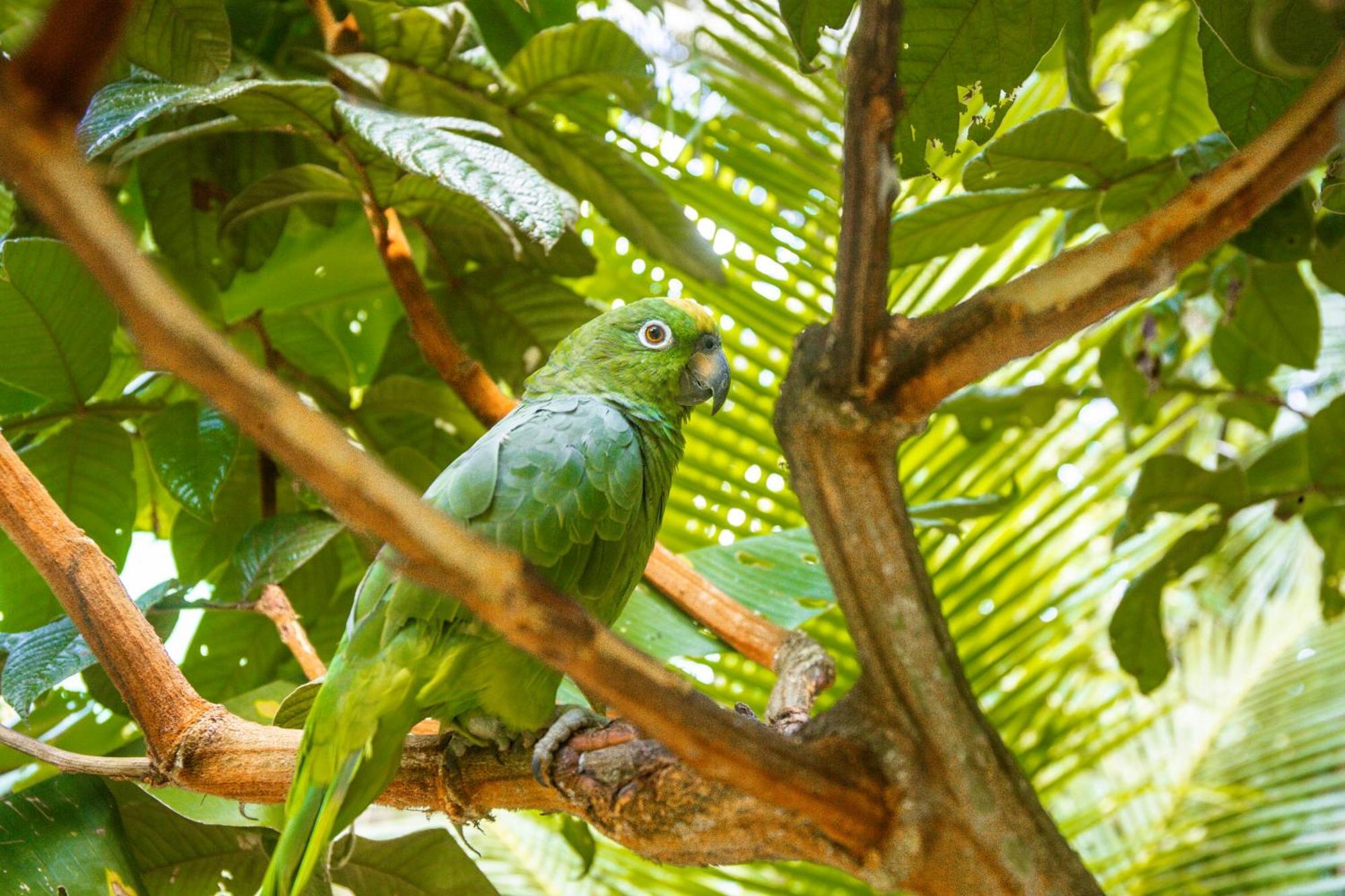 Tronco Tambopata Adventure Hotel Puerto Maldonado Eksteriør billede